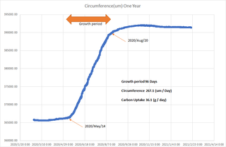 Circumference(um)One Year.png